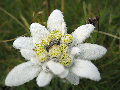 LEONTOPODIUM ALPINUM